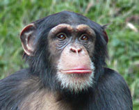 Chimpanzee