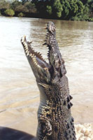 Saltwater crocodile