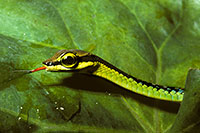 Tree snake - Dendrelaphis formosa