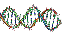 DNA - double helix